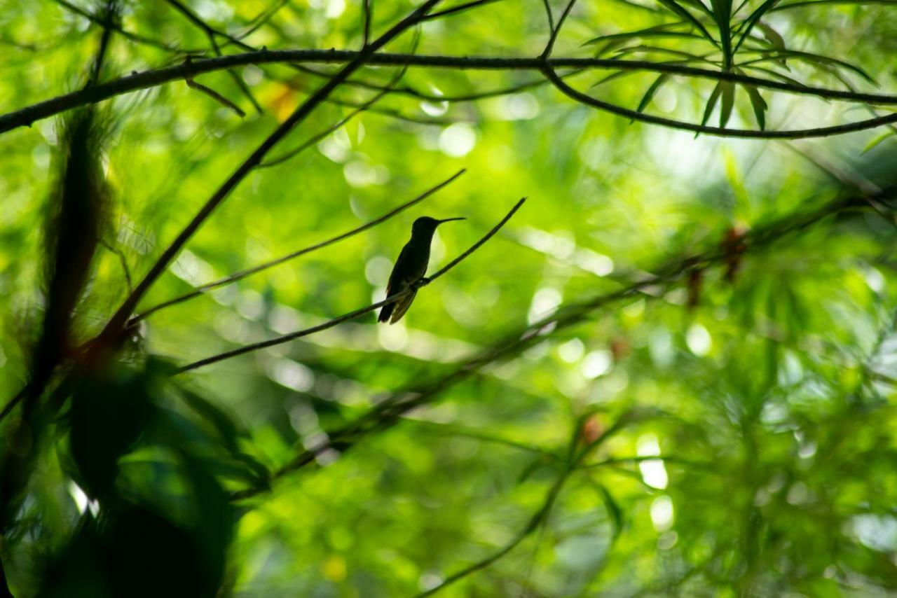 Ecolodge El Sombrero Laguna Yaxha Eksteriør bilde